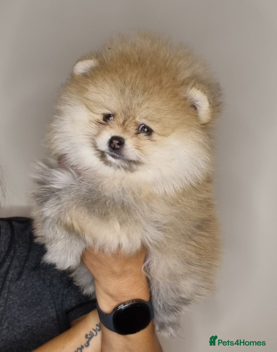 Pomeranian dogs for sale: CHAMPION BLOODLINE 3 female 1 male - Image 11