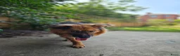 Mixed Breed dogs for adoption: Jacker for adoption in Hastings - Advert 3