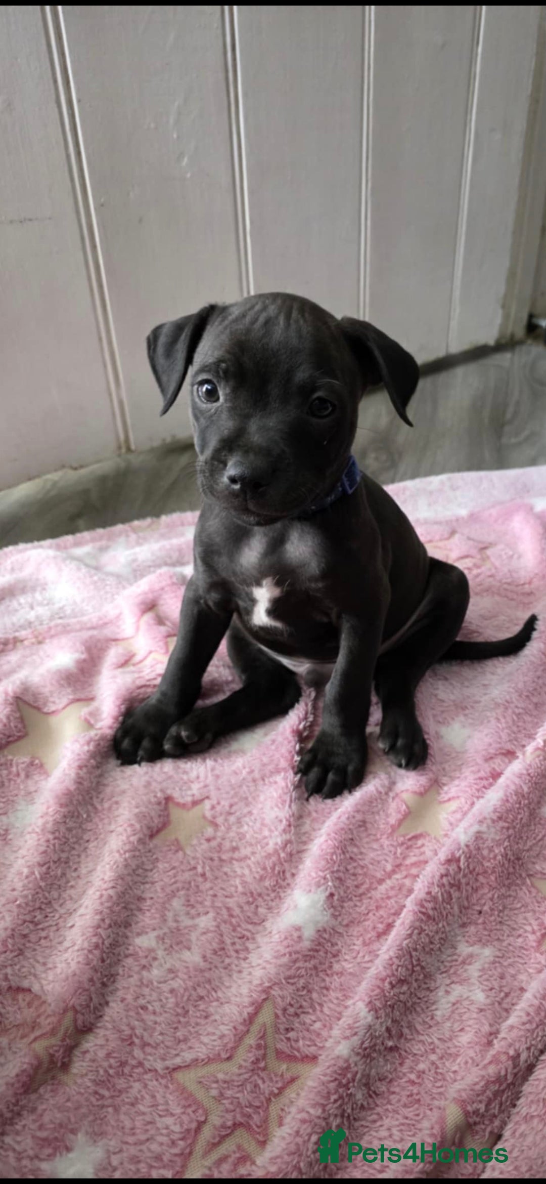 Staffordshire Bull Terrier dogs for sale: Staffordshire bull terrier puppies  - Image 13