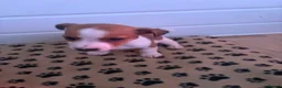 Jack Russell dogs for sale: Mini jack Russell puppies - Advert 18