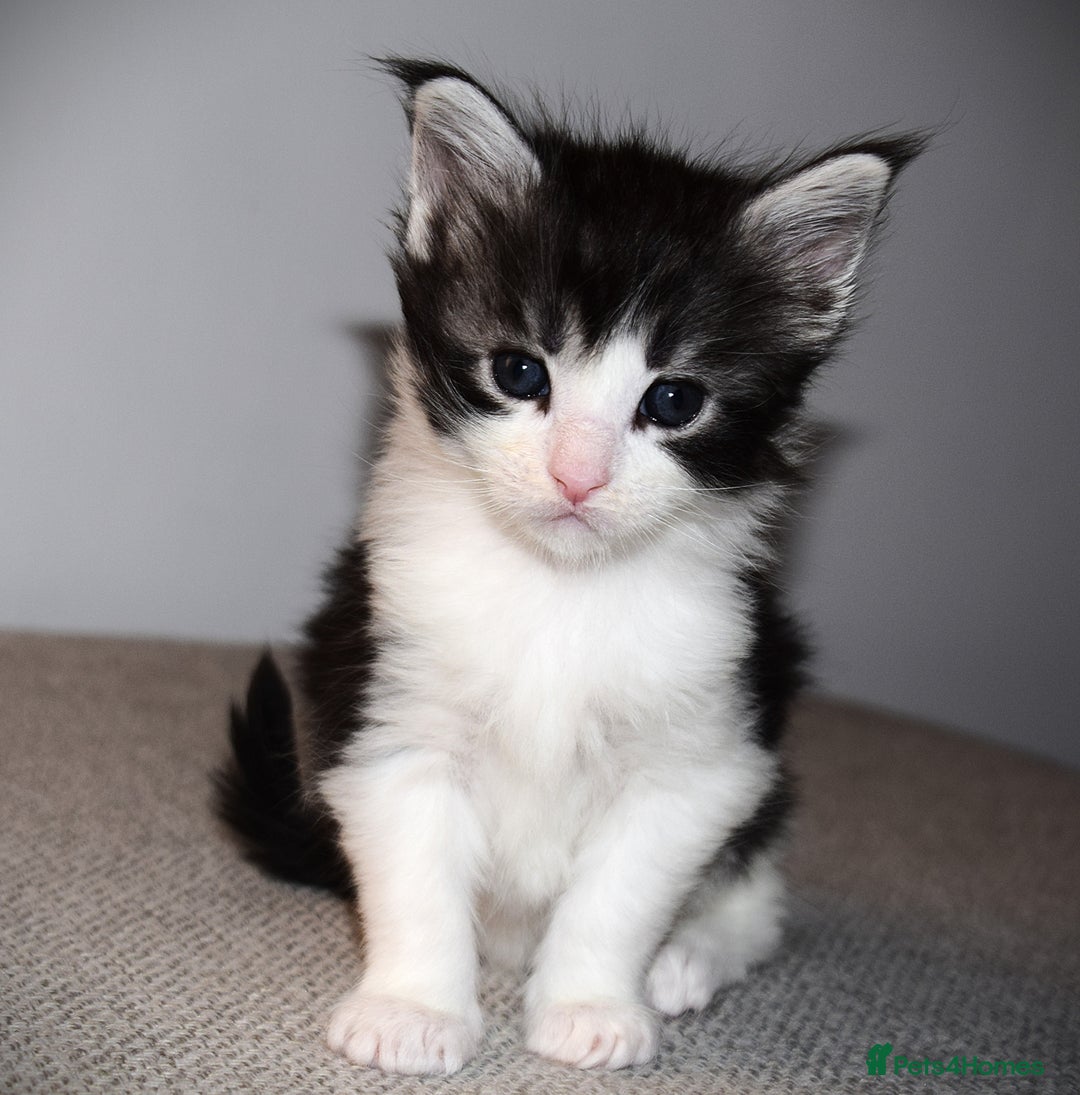 Maine Coon cats for sale: Maine Coon kittens - Beautiful and cheeky  - Advert 4
