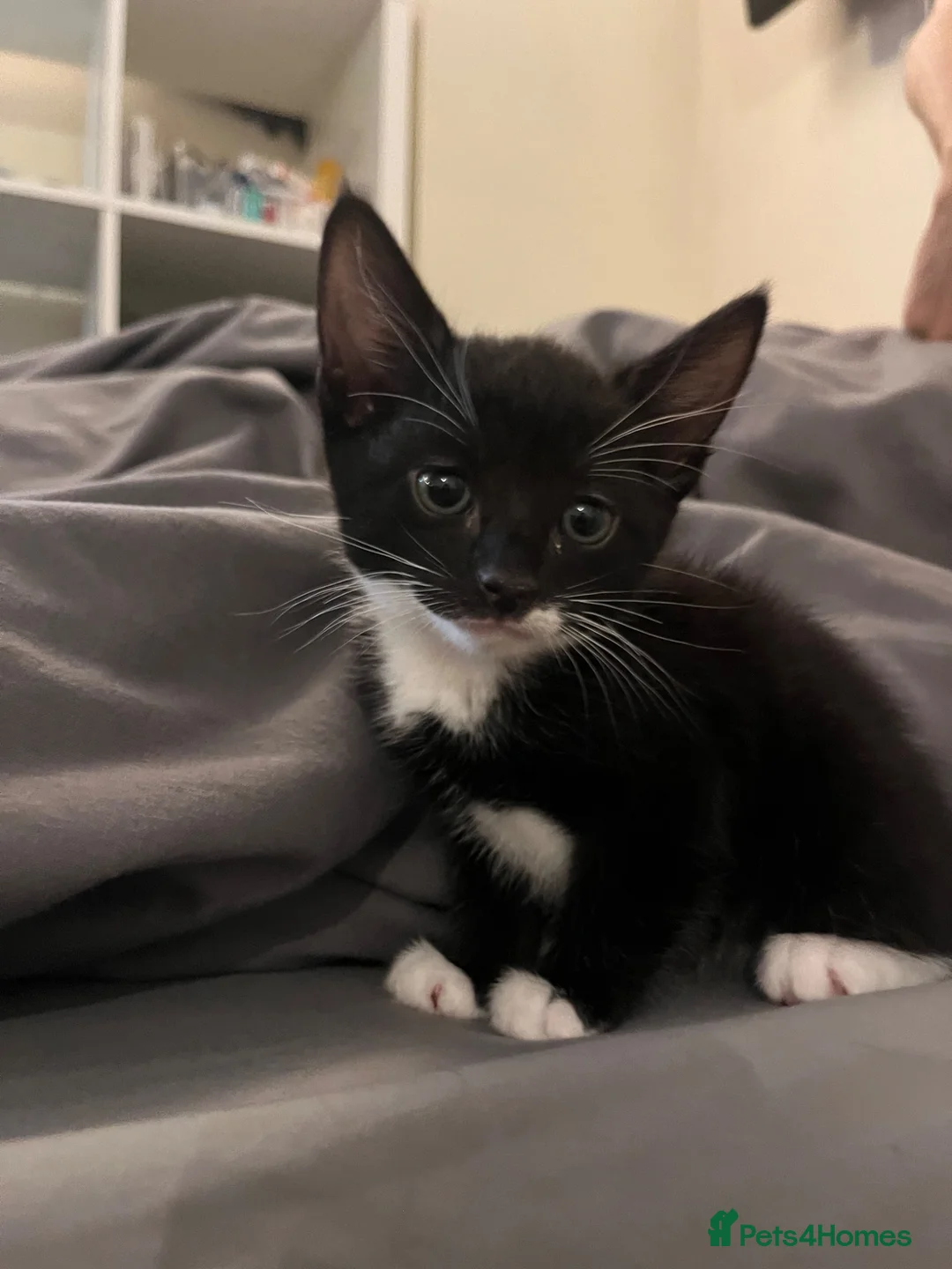 British Shorthair cats for sale: Almost 7 week old kitten looking for future home in Leeds - Advert 1
