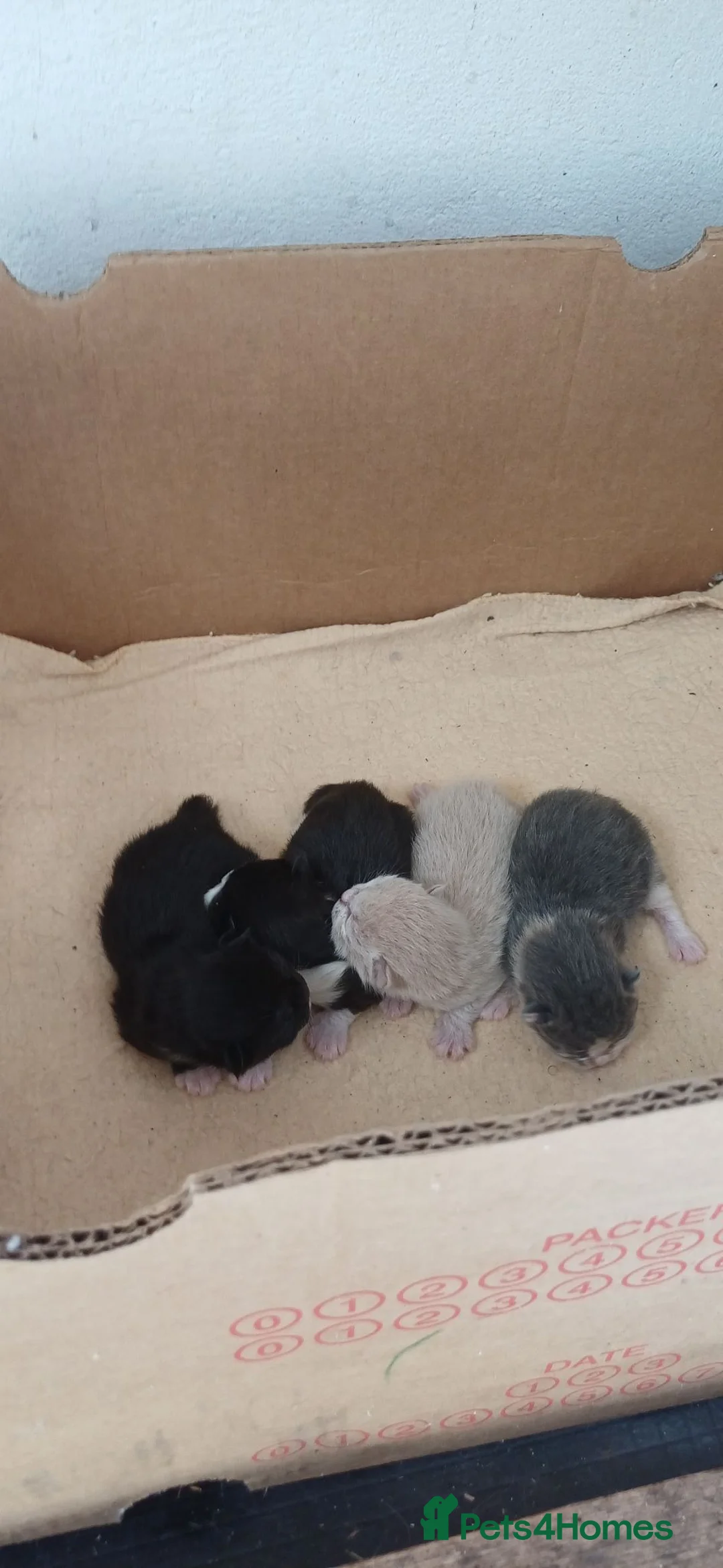 Mixed Breed cats for sale: Mix breed  - Advert 1