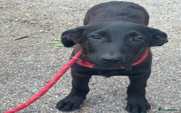 Mixed Breed dogs for sale: Standard poodle Cross German shephard   - Image 1