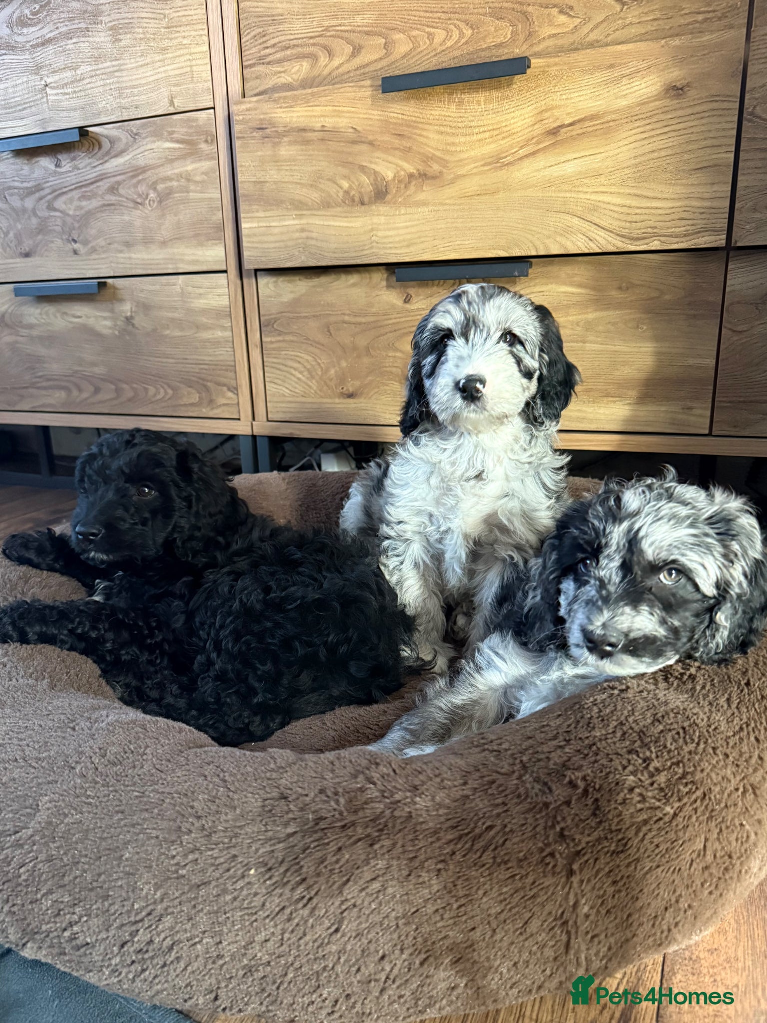 Australian Labradoodle dogs AUSTRALIAN LABRADOODLE  - Advert 4