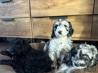 Australian Labradoodle dogs AUSTRALIAN LABRADOODLE - Advert 3