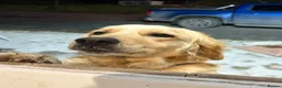 Golden Retriever dogs for sale: Gorgeous litter of 4G 5B pure golden retrievers.  - Advert 4