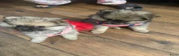 Pomeranian dogs for sale: PUREBRED POMERANIAN PUPS Cute Vaccinated & Playful - Advert 4