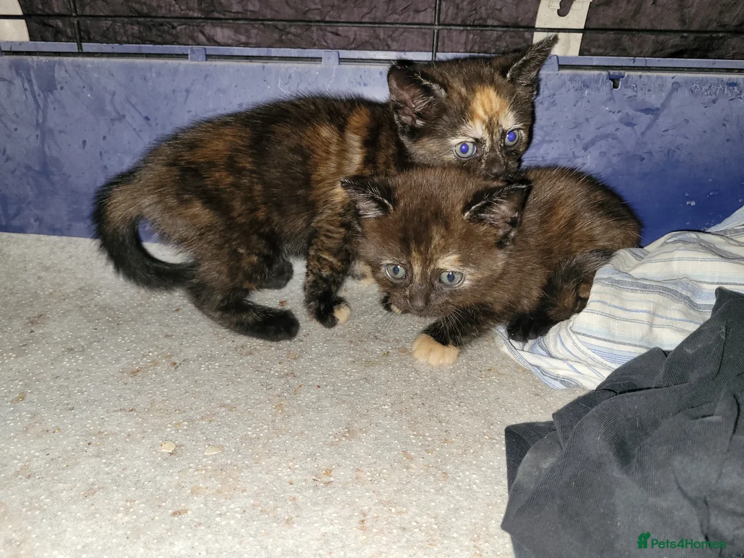 Mixed Breed cats for sale: 2 Female Tortoise Shell Kittens - Advert 2