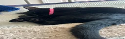 Burmese cats for sale: Beautiful Burmese Siamese Cross 24 weeks in Horsham - Advert 2