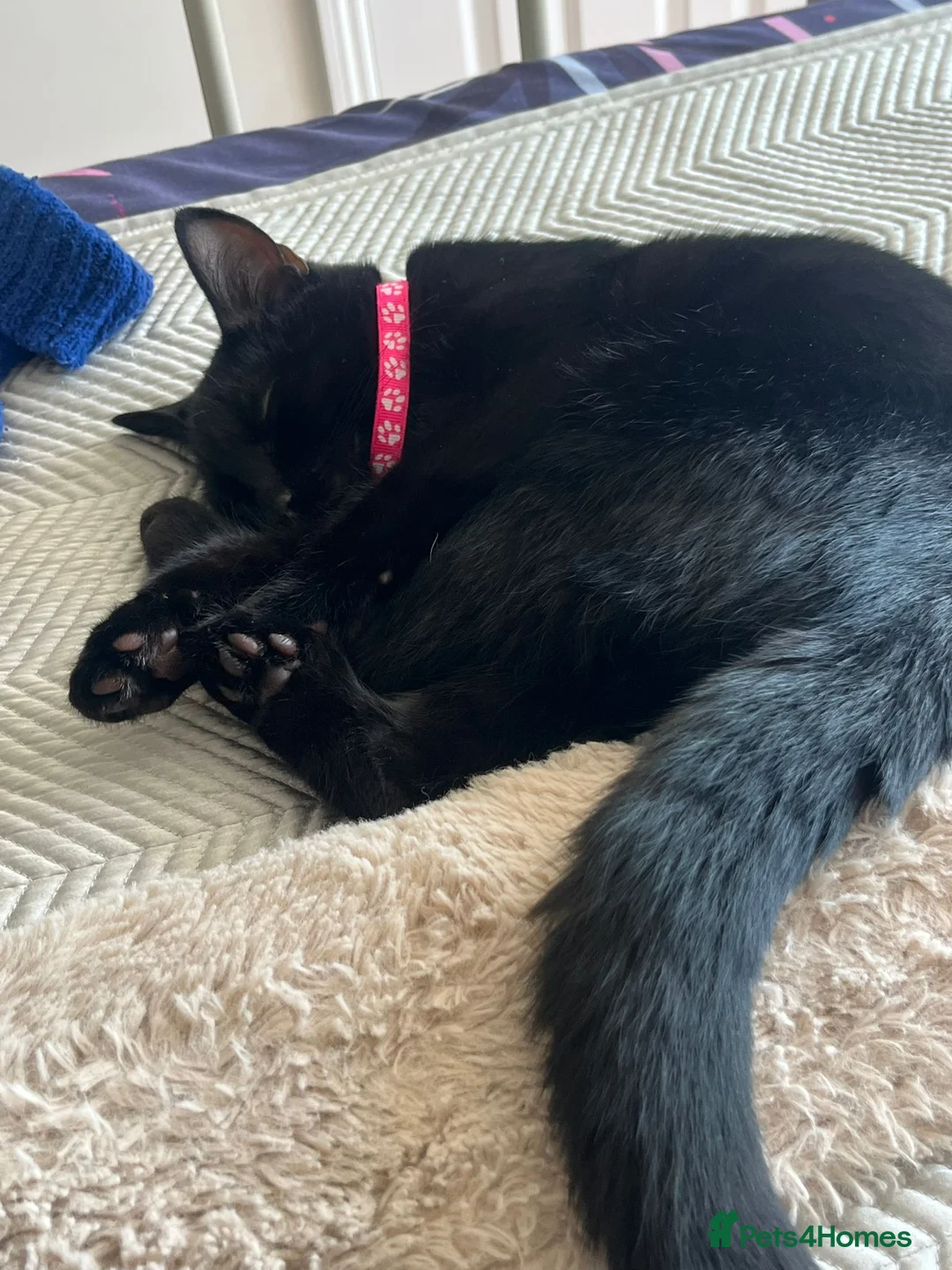 Burmese cats for sale: Beautiful Burmese Siamese Cross 24 weeks in Horsham - Advert 2