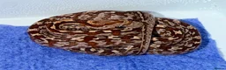 Corn Snake reptiles for sale: Baby cornsnakes  in Paignton - Advert 5
