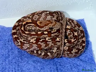 Corn Snake reptiles Baby cornsnakes - Advert 8