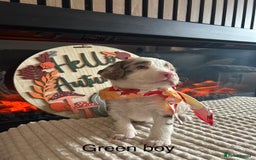 Cocker Spaniel dogs for sale: Cocker spaniel merle puppies - Image 15