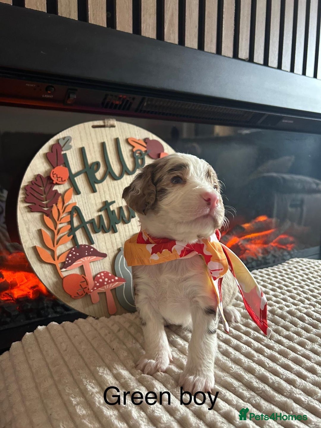 Cocker Spaniel dogs for sale: Cocker spaniel merle puppies - Image 15