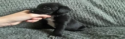 Mixed Breed dogs for sale: 🐾🐶10 stunning Cocker collies🐶🐾 in Morpeth - Advert 11