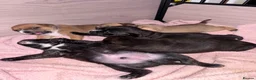 Staffordshire Bull Terrier dogs for sale: READY NOW KC Staffordshire Bull Terrier - Advert 29
