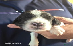 Sprocker dogs for sale: Spaniel Puppies  - Image 7