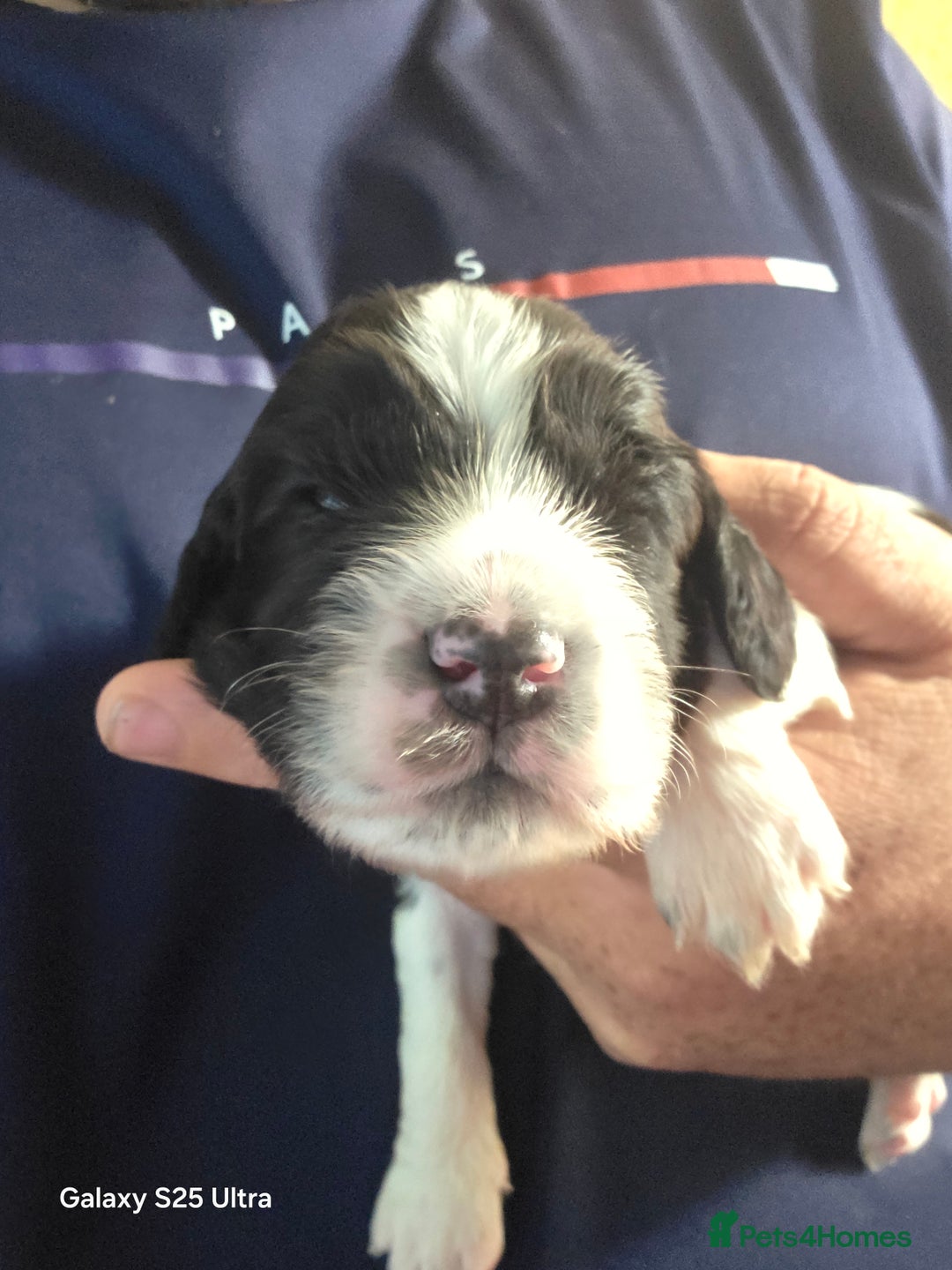 Sprocker dogs for sale: Spaniel Puppies  - Image 7