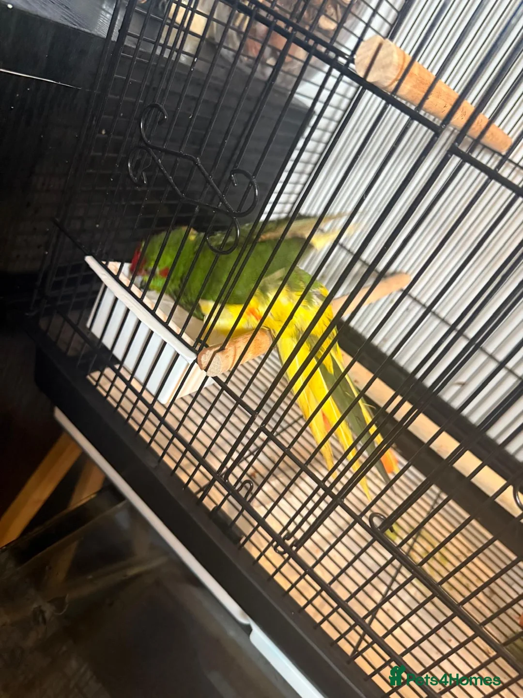 Parrots birds for sale: Green Kakariki - Advert 4