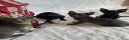 Oriental cats for sale: 7 stunning oriental kittens available now - Advert 5