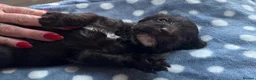 Labradoodle dogs for sale: Adorable miniature Labradoodle puppies  - Advert 27