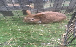 Mixed Breed rabbits for sale: Male rabbit Rex , lionhead cross  - Image 2