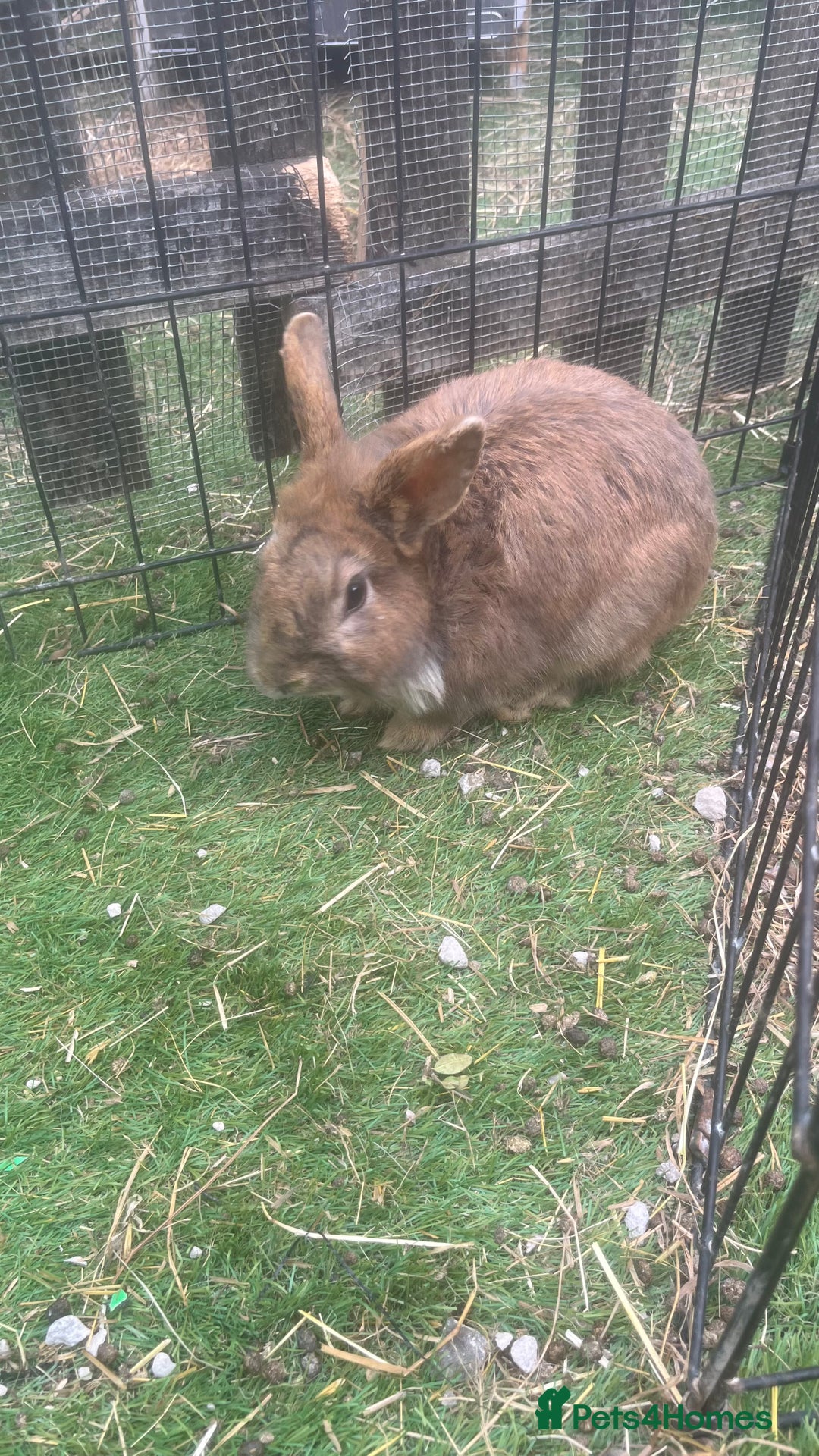 Mixed Breed rabbits for sale: Male rabbit Rex , lionhead cross  - Image 2