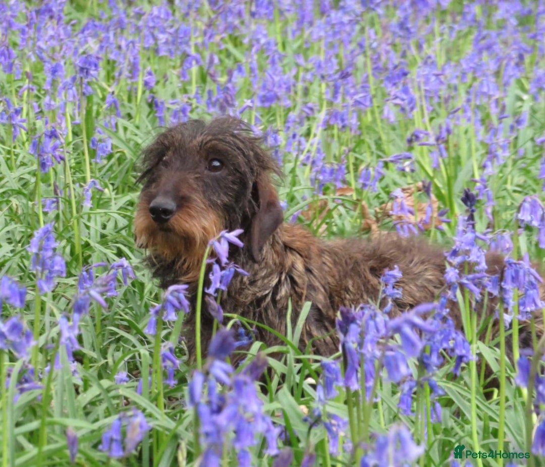 Miniature Dachshund dogs for stud: Digby - Advert 3