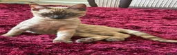 Bengal cats for sale: Seal Solid Silver Mink Bengals ❤️ - Advert 19