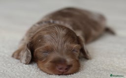 Miniature Dachshund dogs for sale: 5StarsLicensed+LongHaired+KC+PRAClear+VetChecked - Image 18