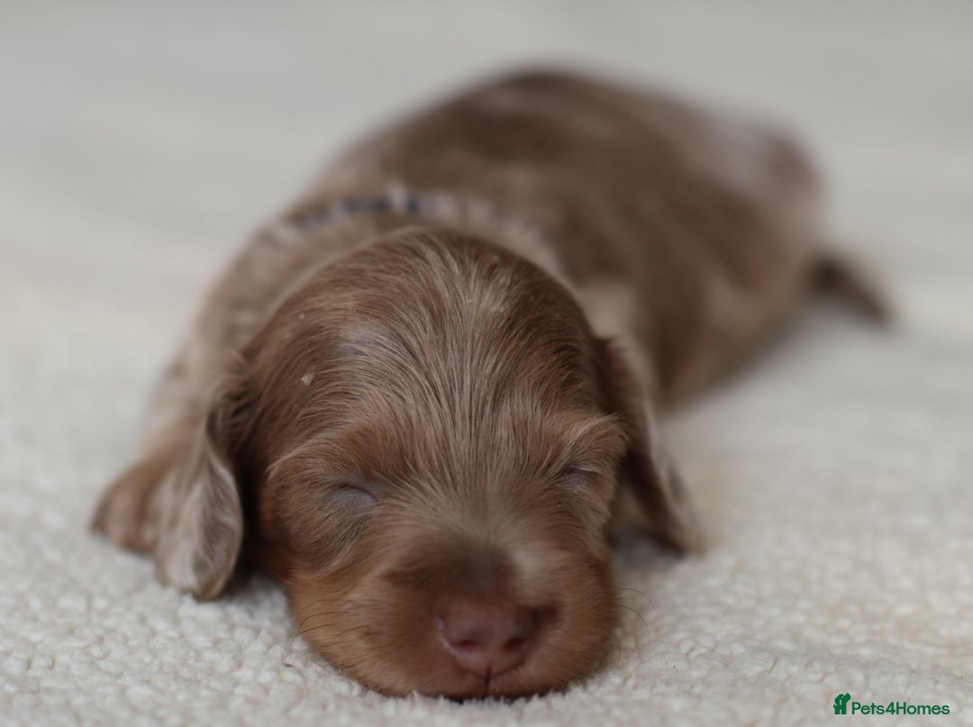 Miniature Dachshund dogs for sale: 5StarsLicensed+LongHaired+KC+PRAClear+VetChecked - Image 18