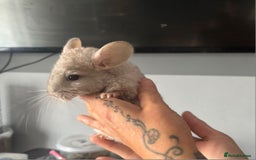 Chinchilla rodents for sale: Beige male chinchilla kits ready to reserve  - Image 9