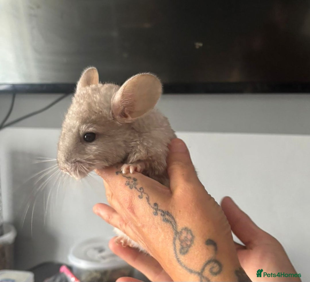 Chinchilla rodents for sale: Beige male chinchilla kits ready to reserve  - Image 9