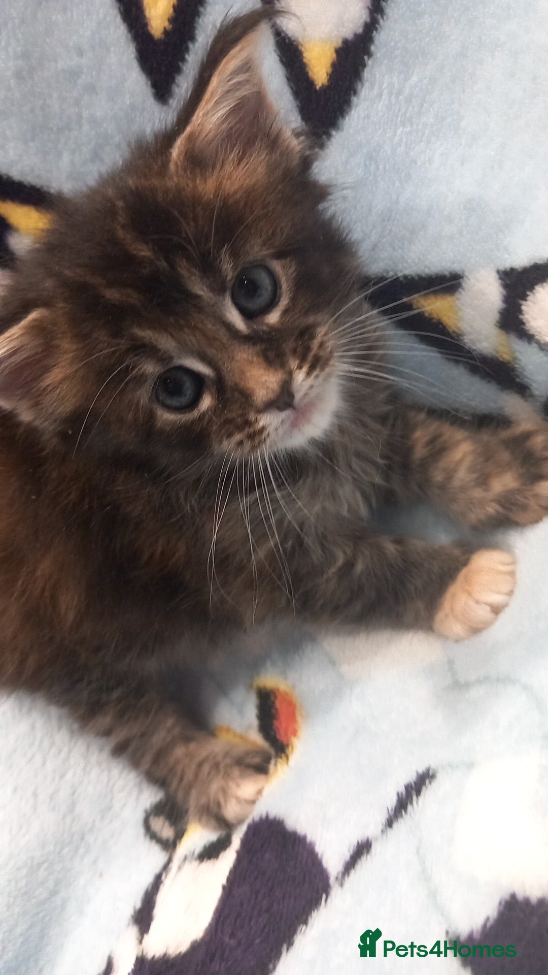 Maine Coon cats for sale: Beautiful Maine Coon kittens  - Advert 3