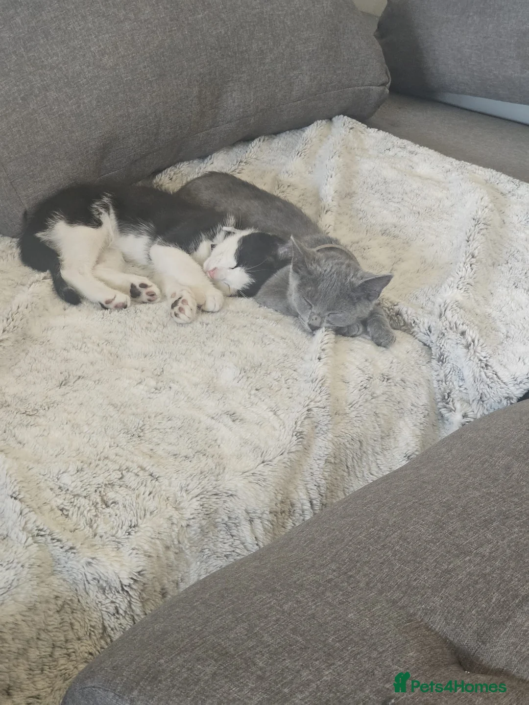 Mixed Breed cats for sale: tuxedo cat for sale in Ilford - Advert 5