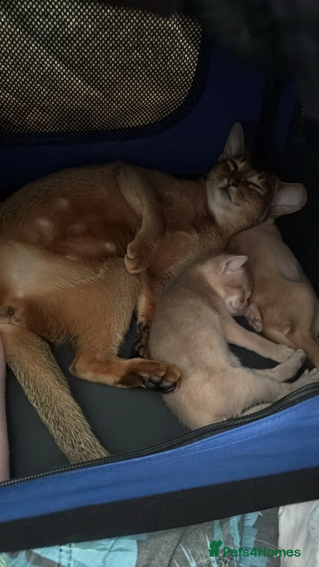 Abyssinian cats for sale: ⭐️Two Boys Abysynnian Available  - Advert 9