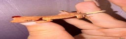 Gecko reptiles for sale: Crested Gecko Babies - Advert 15