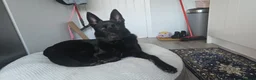 German Shepherd dogs for adoption: Sirius Black – Your New Magical Best Friend! 🪄🖤 in Hengoed - Advert 4