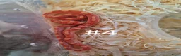 Corn Snake reptiles for sale: Juvenile Corn Snakes - Advert 4