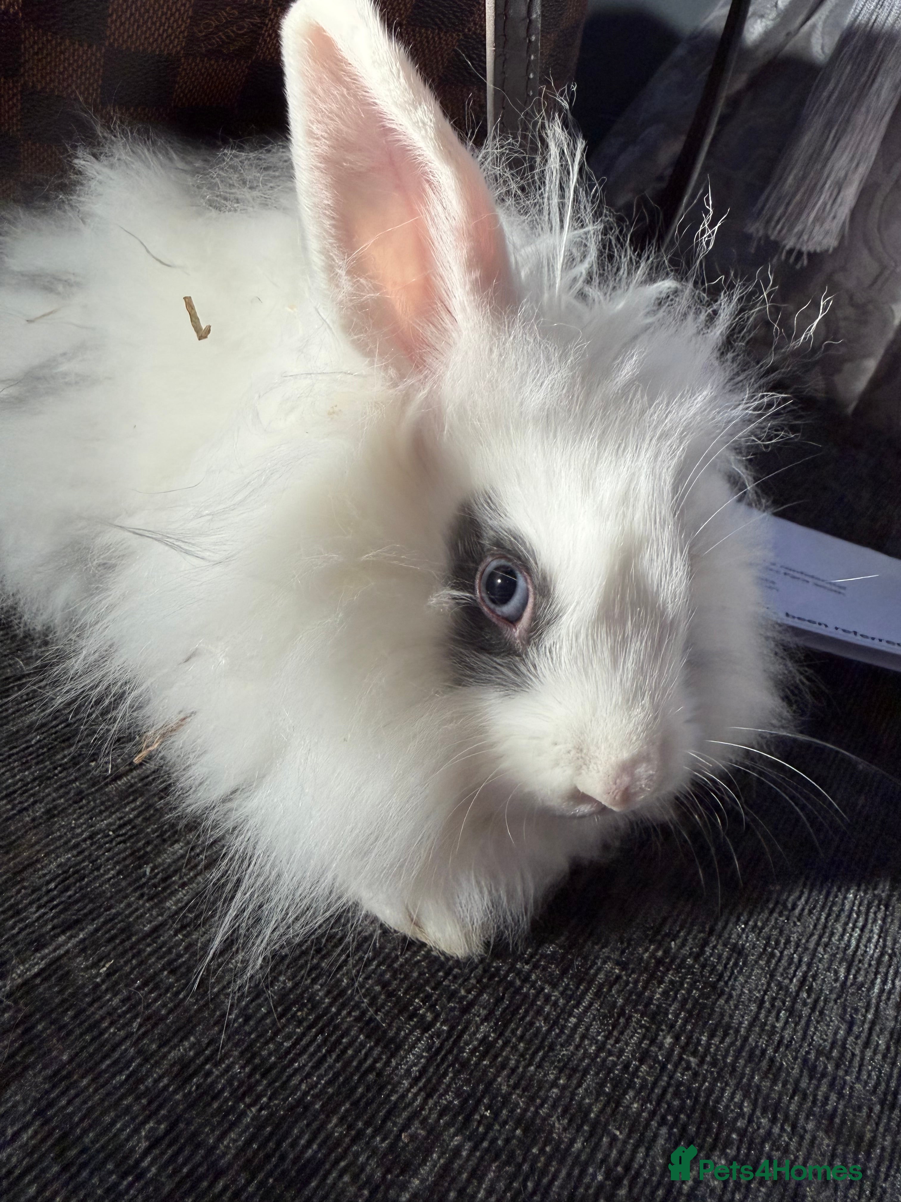 Lionhead rabbits Beautiful lion head baby rabbits.  - Advert 3