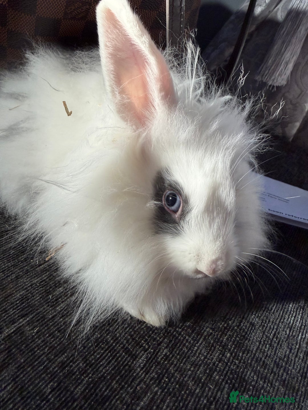 Lionhead rabbits for sale: Beautiful lion head baby rabbits.  - Advert 1