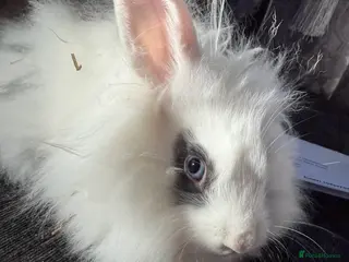 Lionhead rabbits Beautiful lion head baby rabbits. - Advert 7