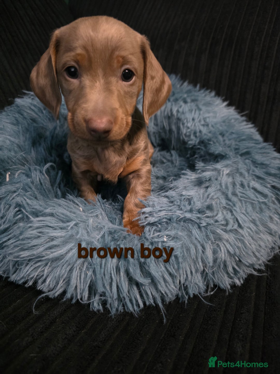 Miniature Dachshund dogs for sale: Isabella tan piebald long hair miniature dachshund - Advert 6