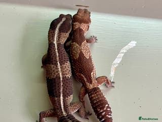 Gecko reptiles Breeding pair of African Fat Tailed Geckos - Advert 21