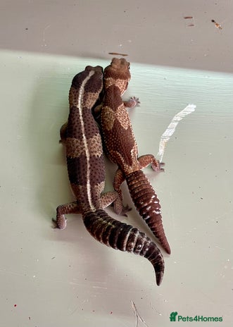 Gecko reptiles - Advert 8