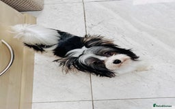 Biewer Terrier dogs for sale: Yorkshire terrier  - Advert 9