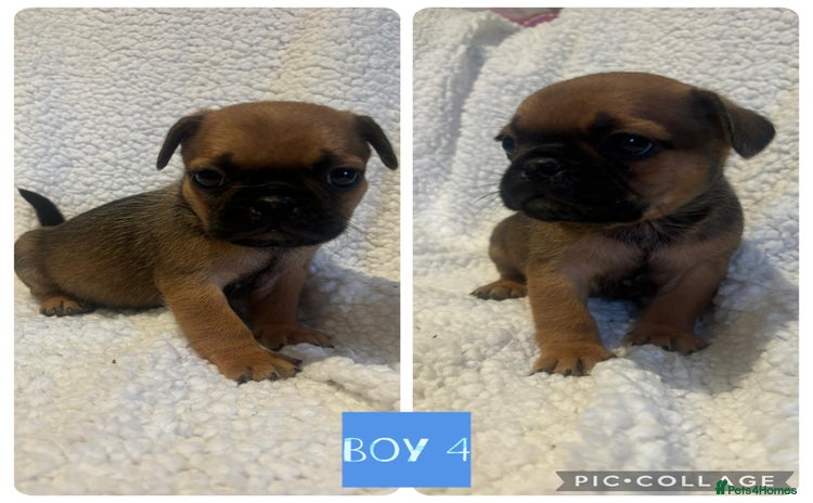 Frug dogs - Advert 1