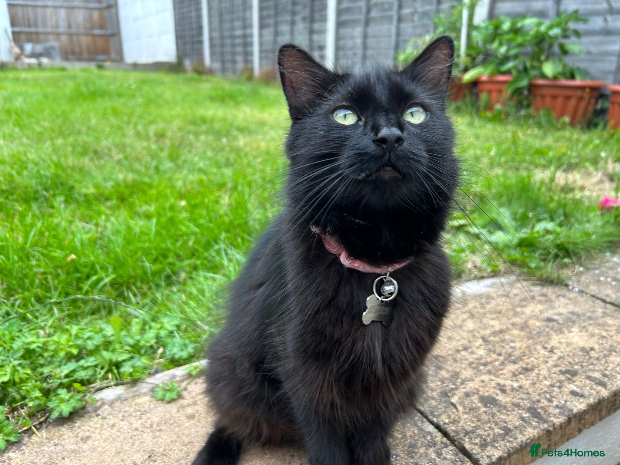 Mixed Breed cats Stunning Black Cat – Iris (7 Years Old) - Advert 1