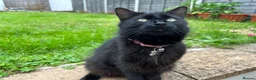 Mixed Breed cats for sale: Stunning Black Cat – Iris (7 Years Old) - Advert 1
